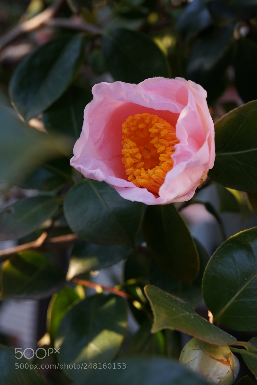 Sony a7 II sample photo. Sign of spring.camellia 'akebono' photography