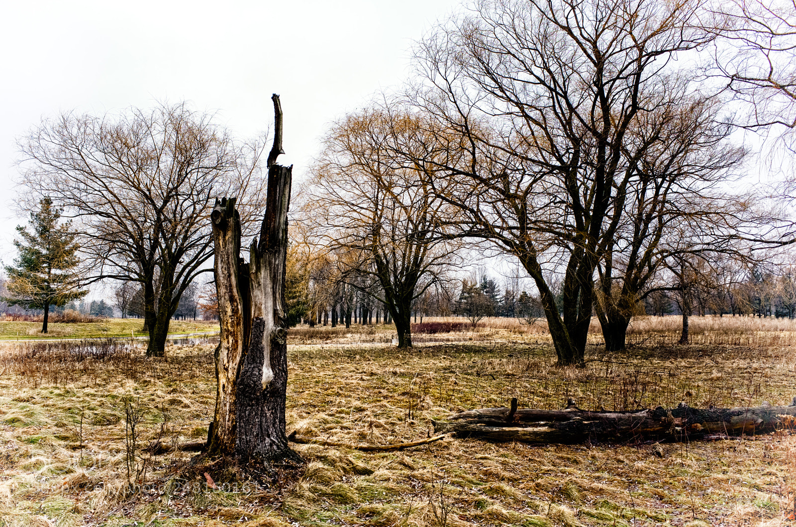 Ricoh GR sample photo. Acacia (color) photography