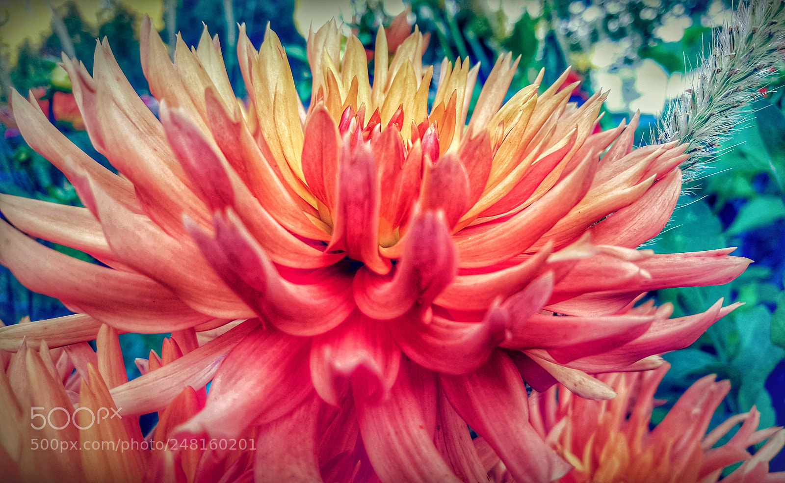 Samsung Galaxy S6 sample photo. Coloria photography
