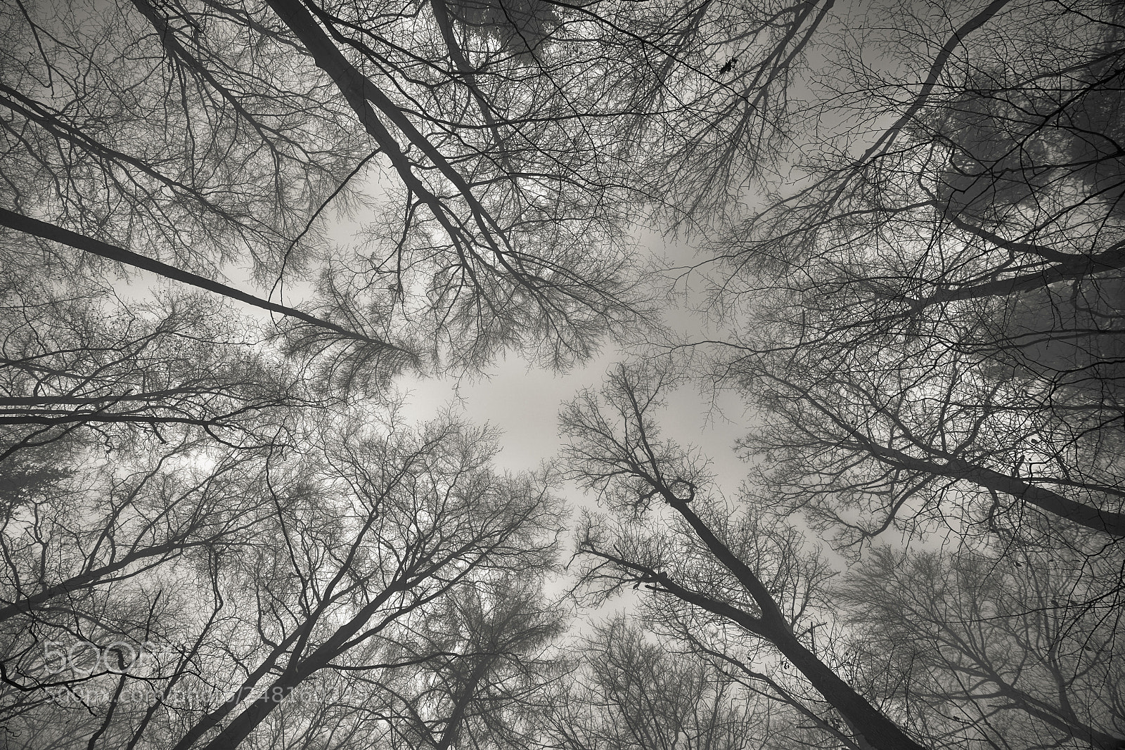 Sony a7R II sample photo. Winter fog trees dsc photography
