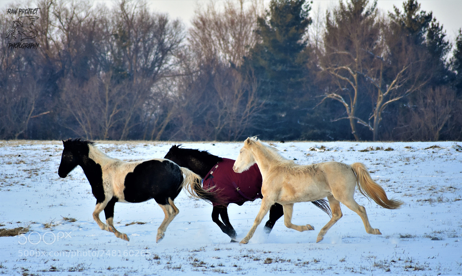 Nikon D3400 sample photo. Copy photography