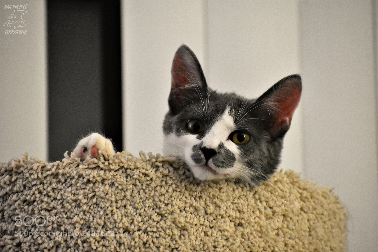 Nikon D3400 sample photo. Copy photography