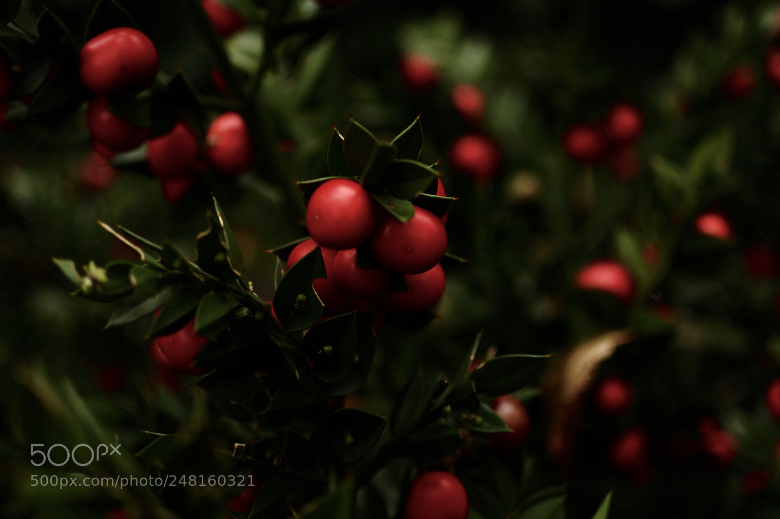 Nikon 1 J5 sample photo. Red berries on leaves photography