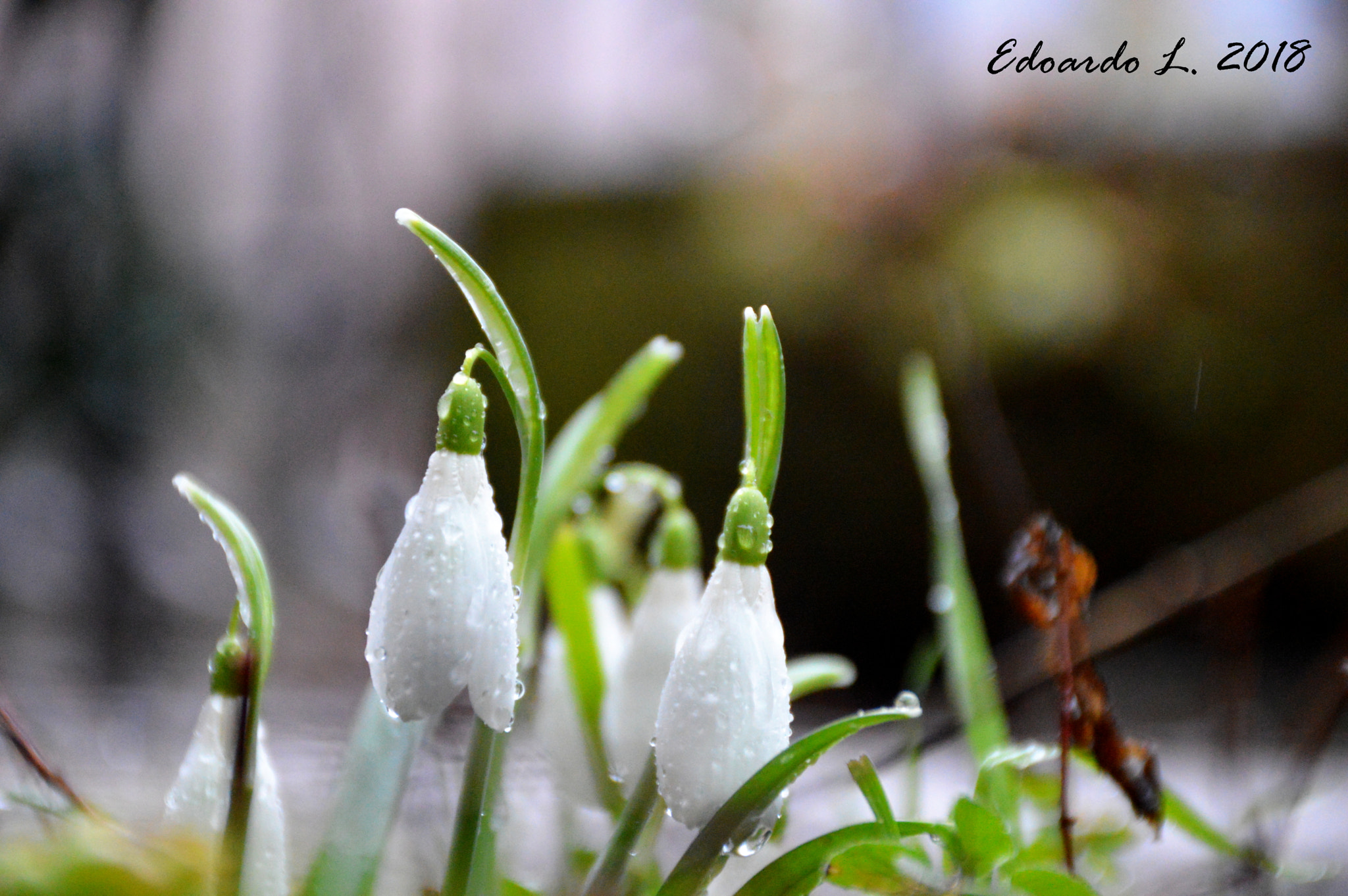 Nikon D3200 sample photo. Snowdrop photography