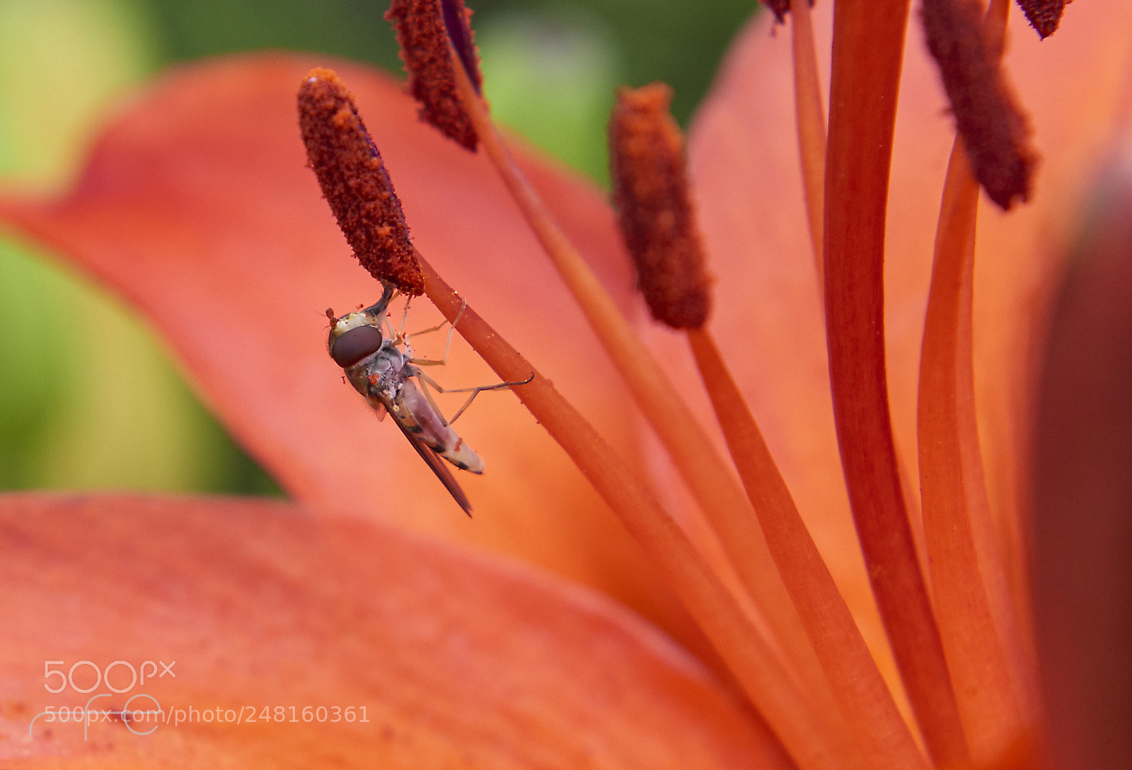 Nikon D800 sample photo. Syrphidae photography