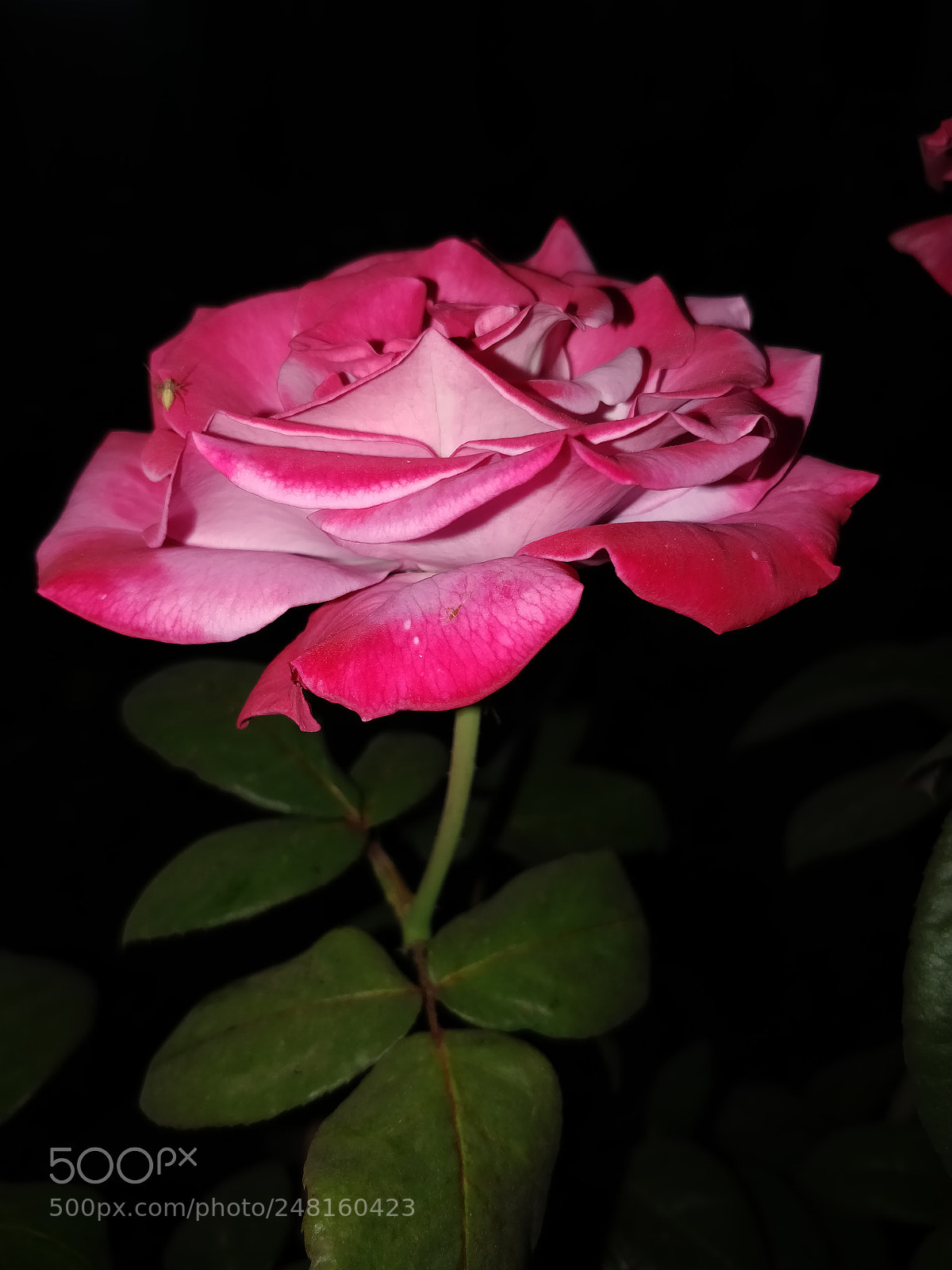 OnePlus 5T sample photo. Img_20180228_203624.jpg photography