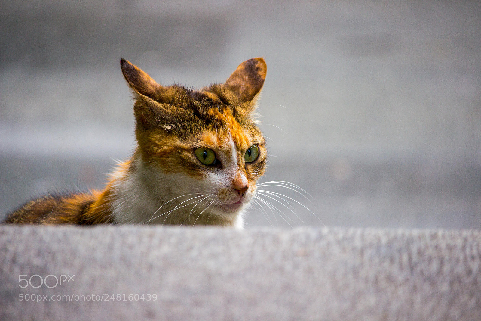 Canon EOS 600D (Rebel EOS T3i / EOS Kiss X5) sample photo. Cat photography