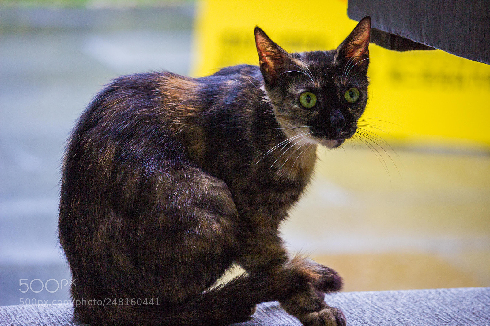 Canon EOS 600D (Rebel EOS T3i / EOS Kiss X5) sample photo. Stunning cat photography