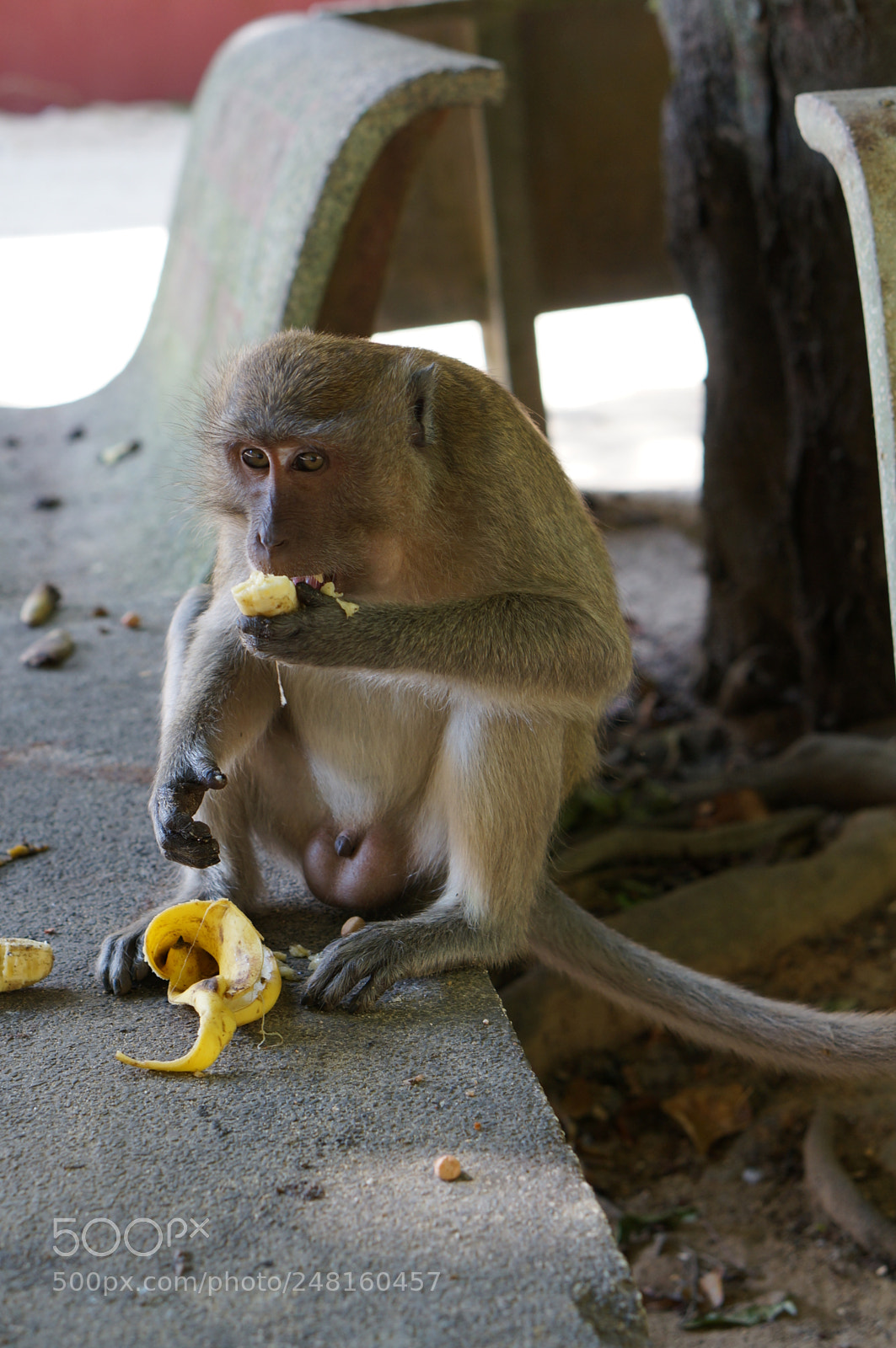 Sony Alpha NEX-5R sample photo. Banana eating monkey photography