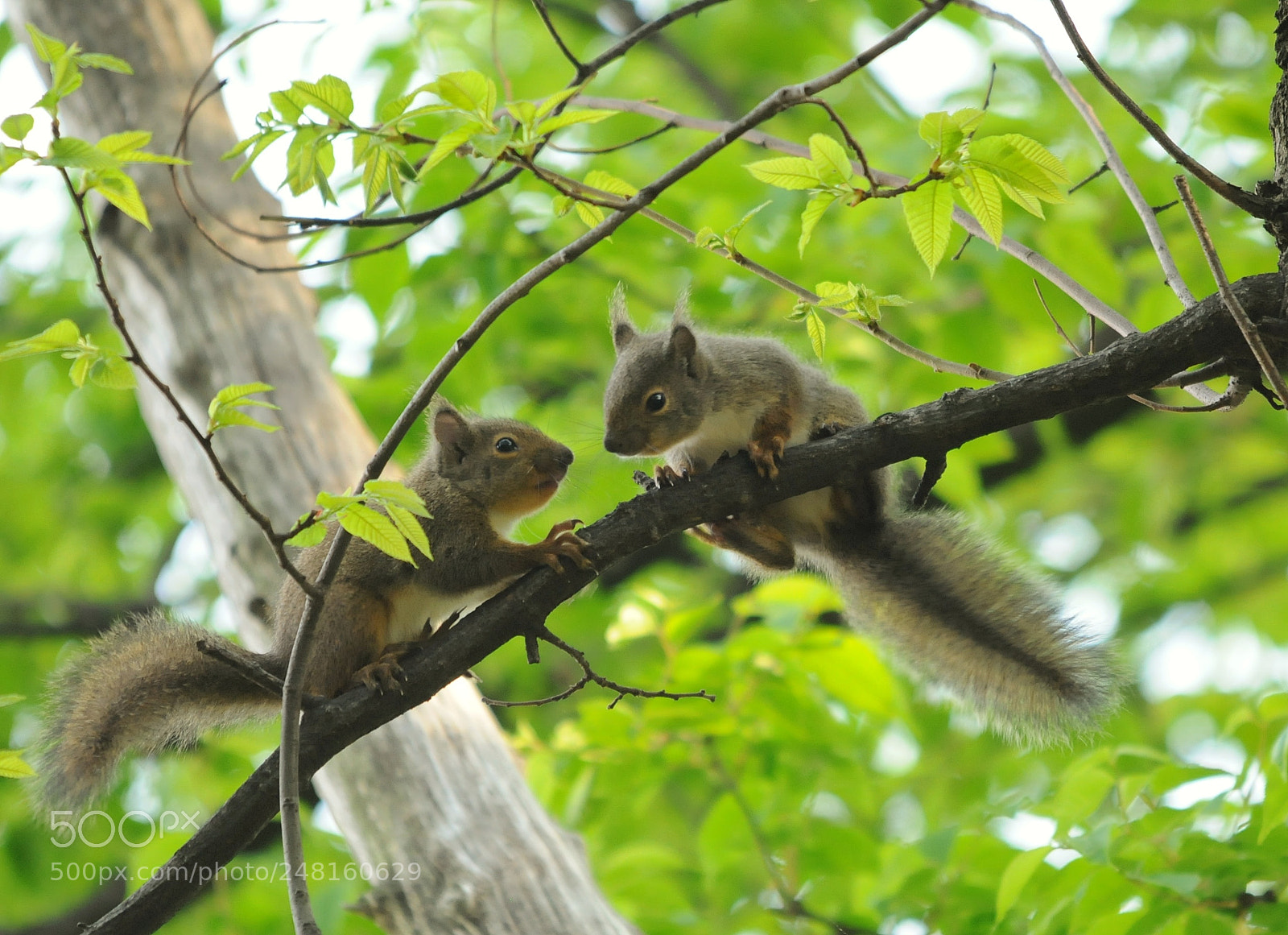 Nikon D300 sample photo. Squirrel photography