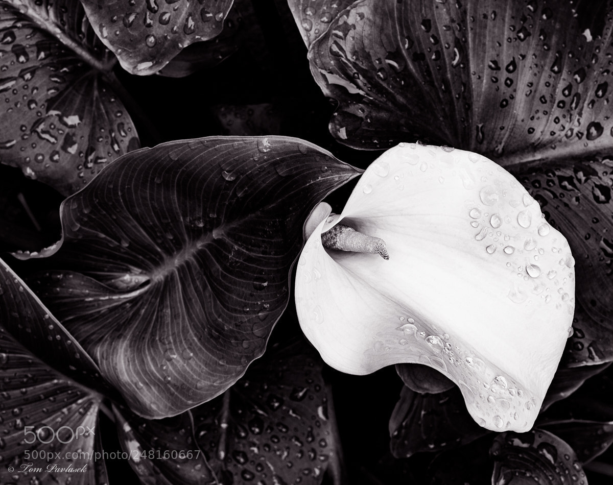 Nikon D600 sample photo. Zantedeschia aethiopica flower photography