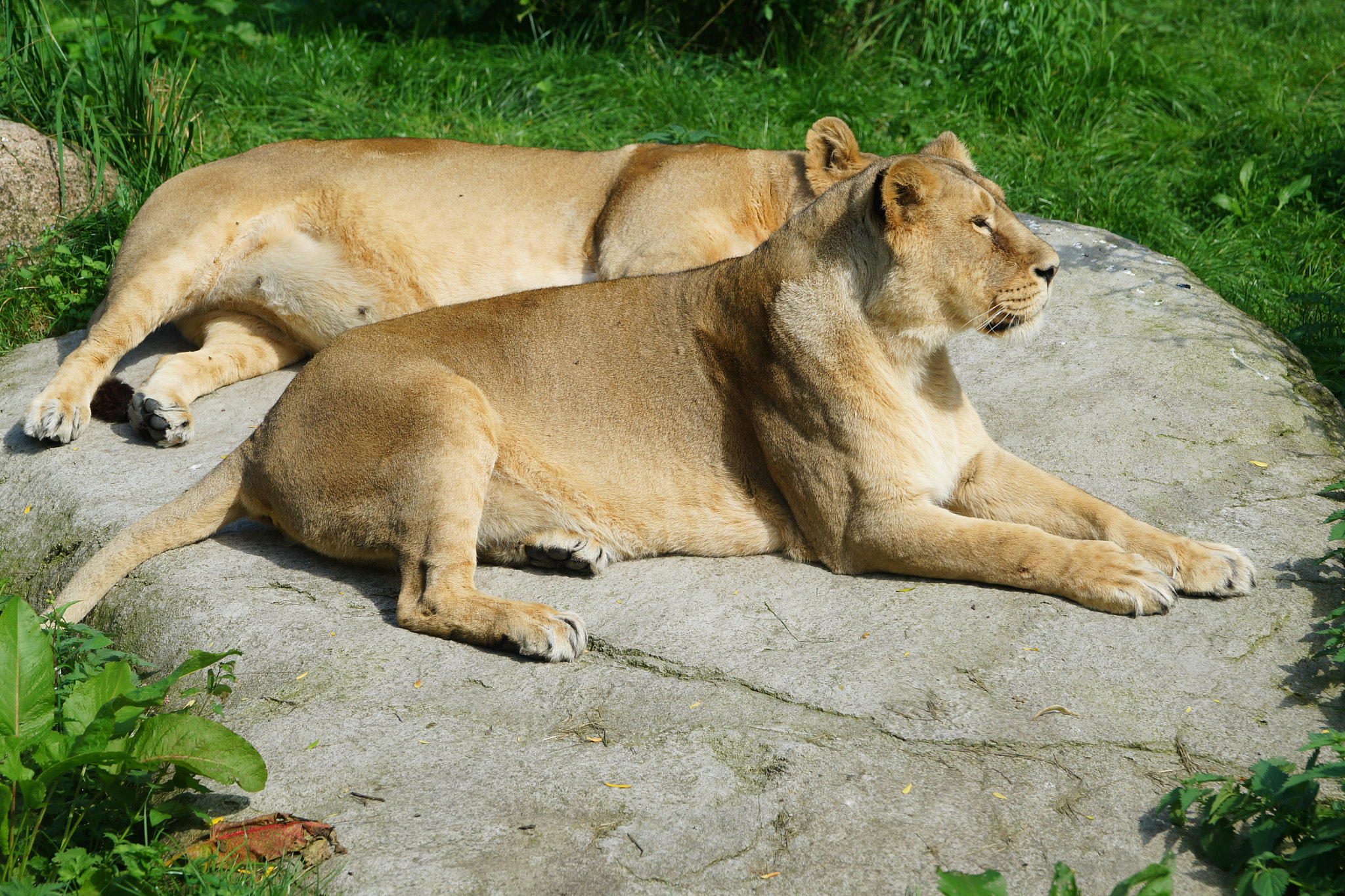 Sony 70-400mm F4-5.6 G SSM II sample photo. Lions in the sun photography