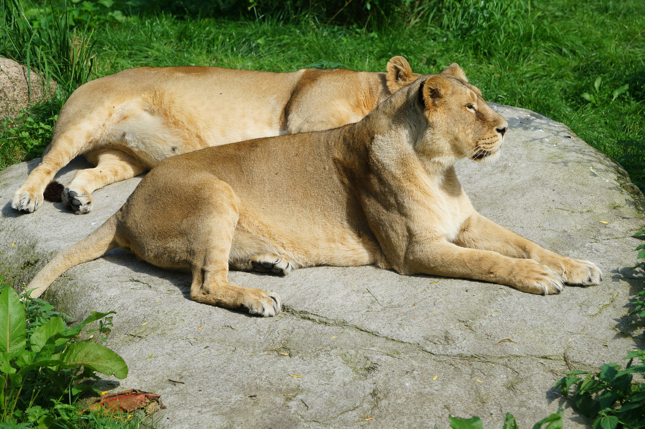 Sony SLT-A99V sample photo. Lions in the sun photography