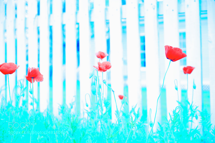 Fujifilm X-E2 sample photo. Poppies photography