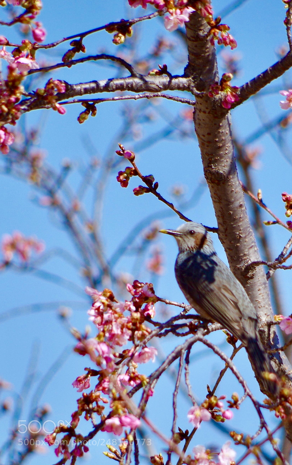 Pentax K-30 sample photo. Cherry blossoms&bird photography