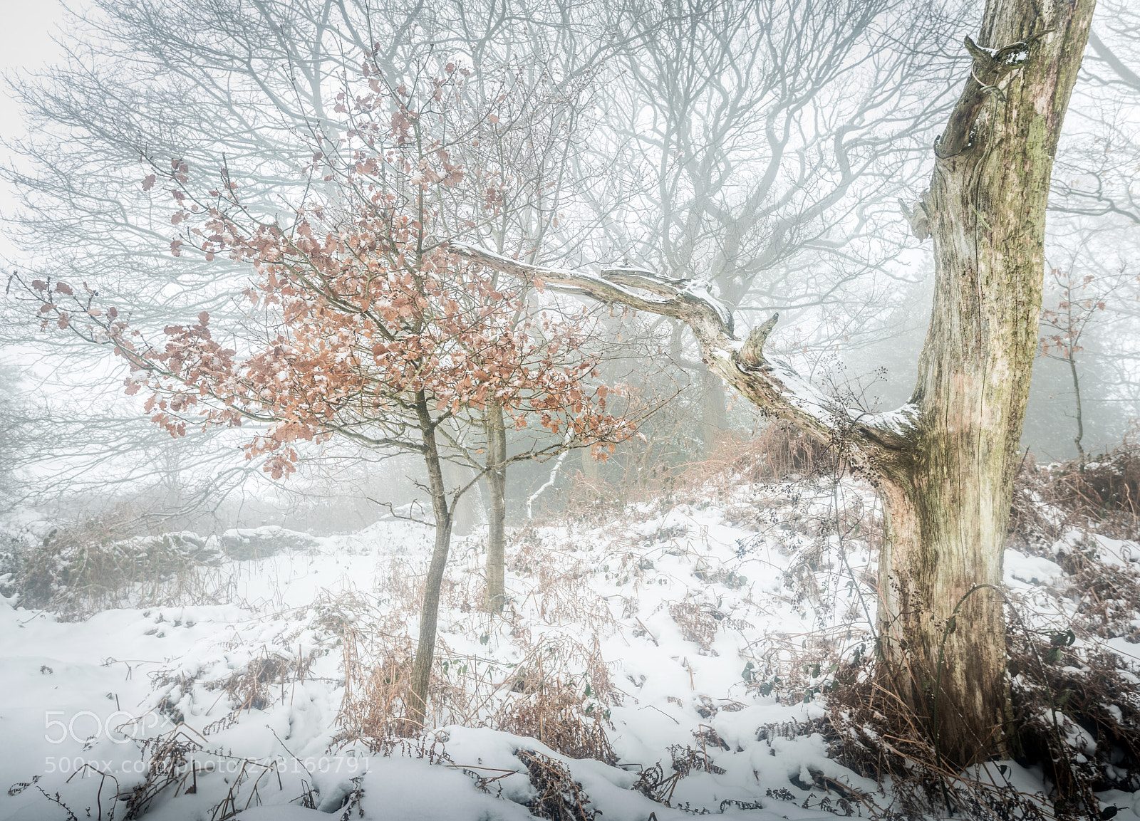 Nikon D850 sample photo. Dead wood photography