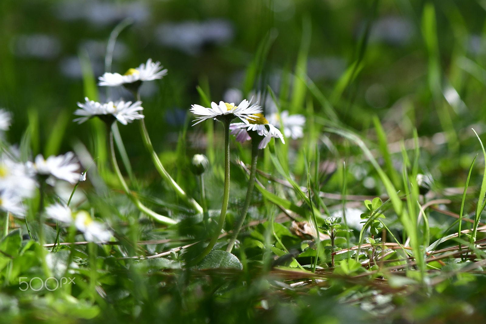 Nikon AF-S Micro-Nikkor 105mm F2.8G IF-ED VR sample photo. Papatyalar photography