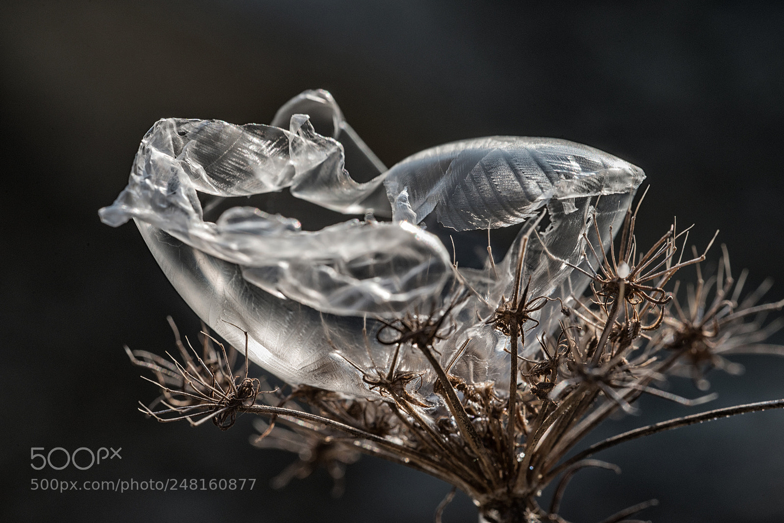 Nikon D800 sample photo. Frozen photography
