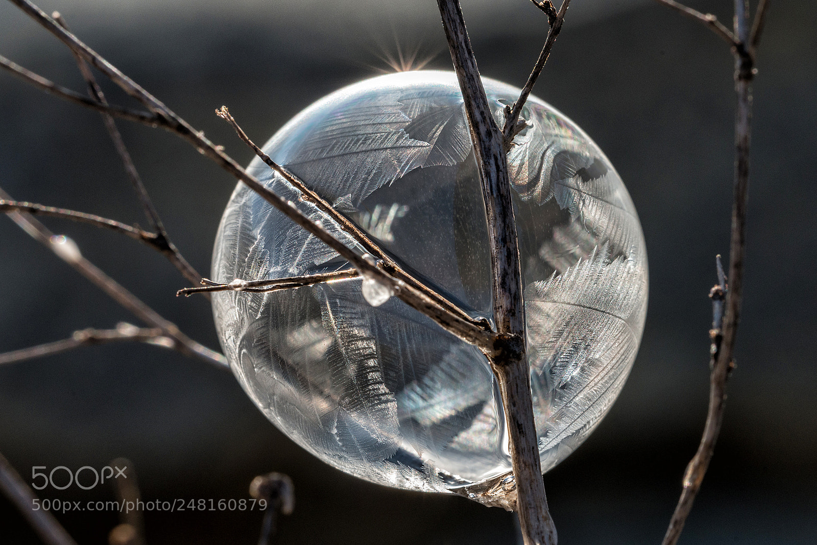 Nikon D800 sample photo. Frozen photography