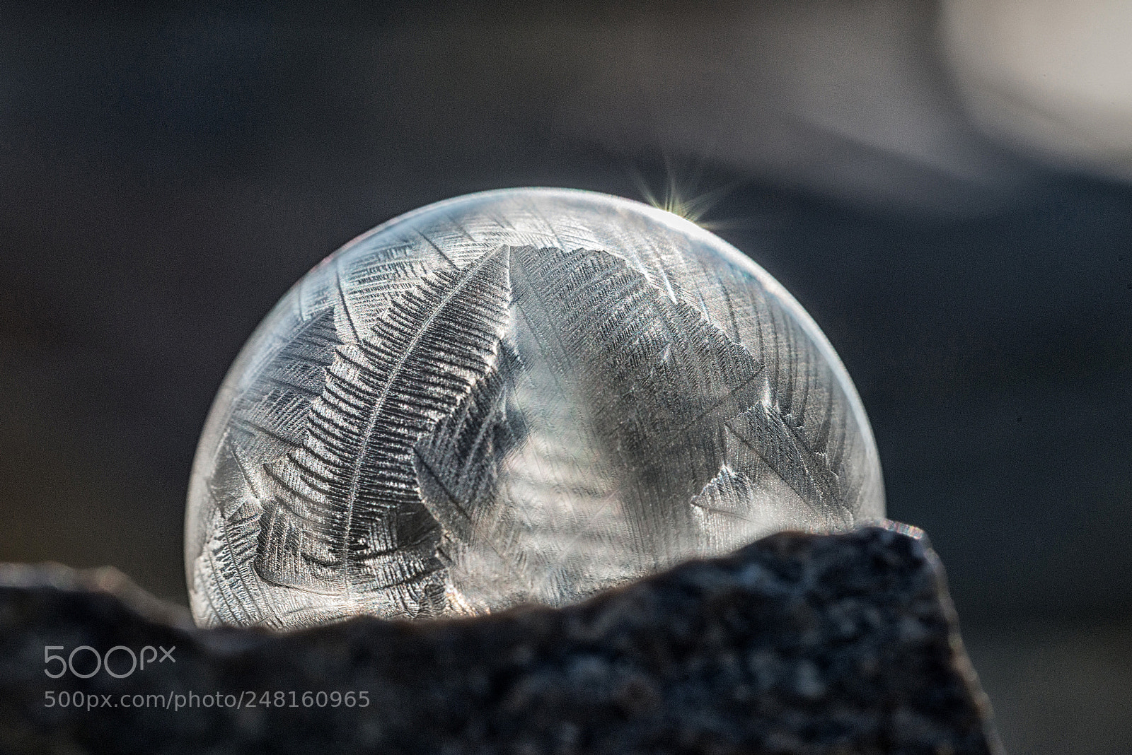 Nikon D800 sample photo. Frozen photography