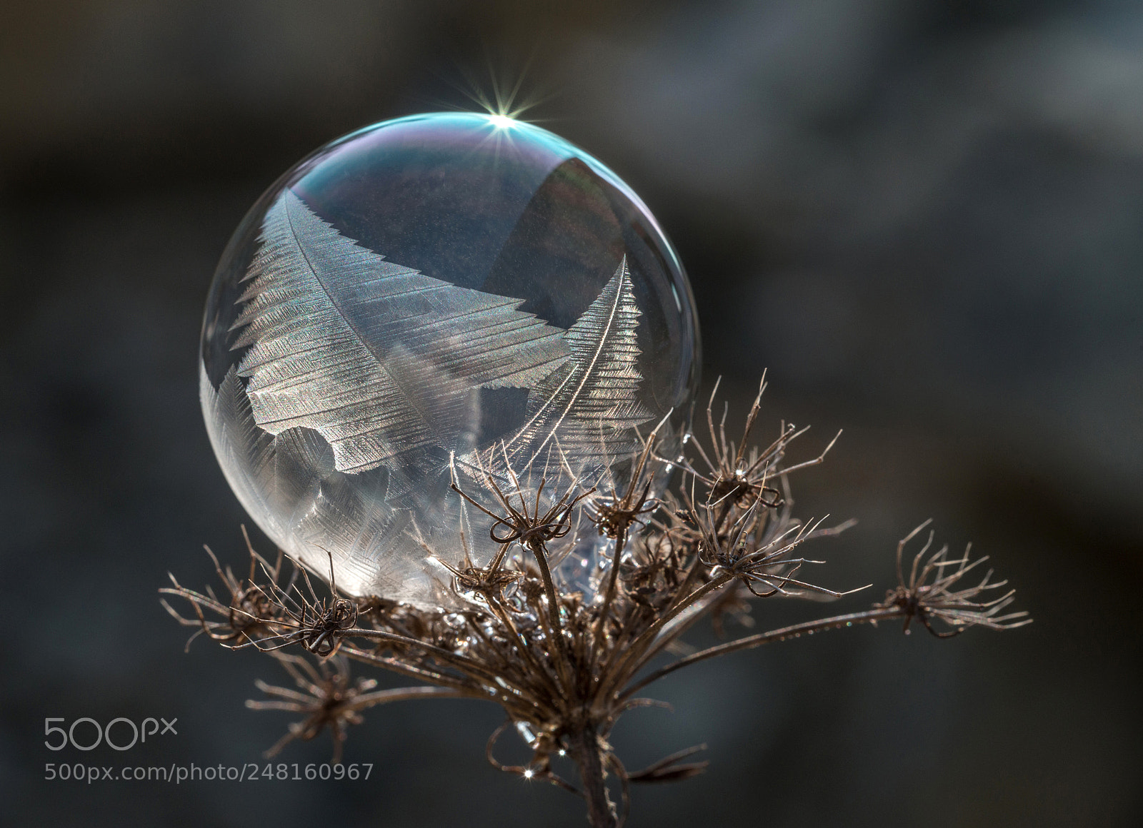 Nikon D800 sample photo. Frozen photography