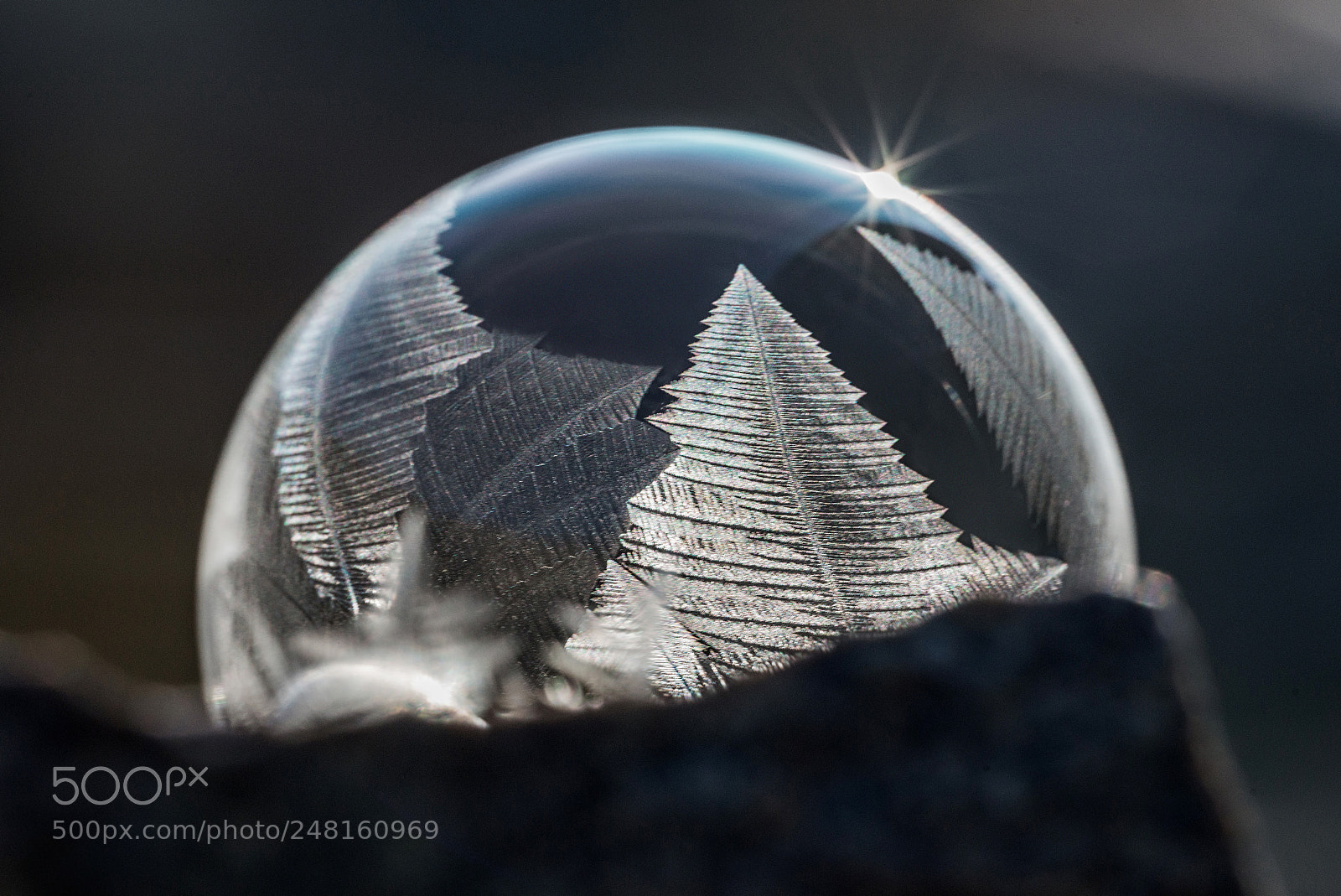 Nikon D800 sample photo. Frozen photography