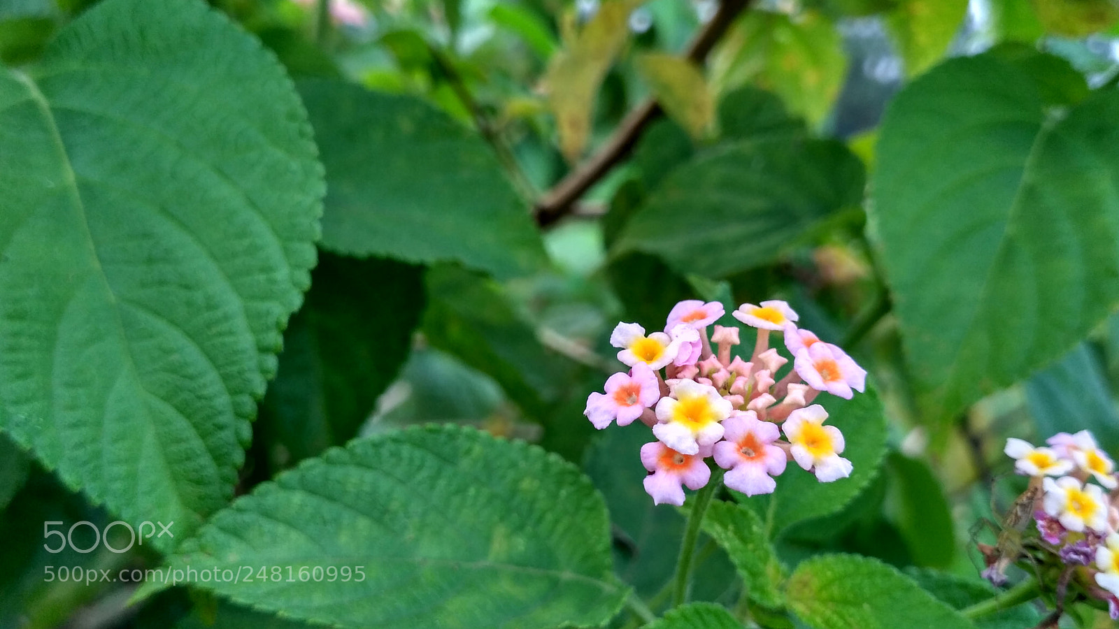 Xiaomi Redmi 3S sample photo. Hdr photography