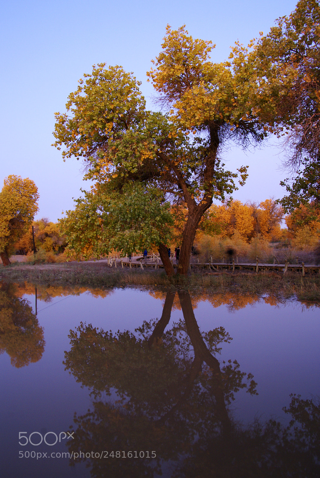 Pentax K20D sample photo. Gingko tree photography