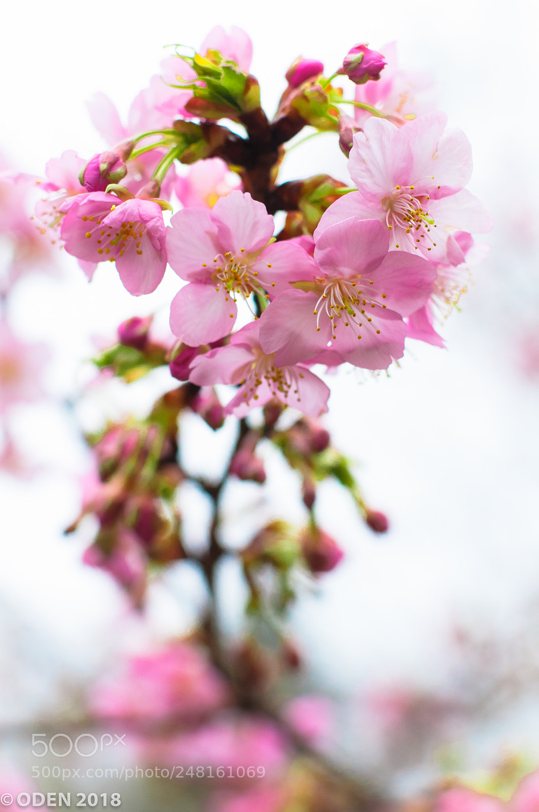 Nikon D300 sample photo. Spring time photography