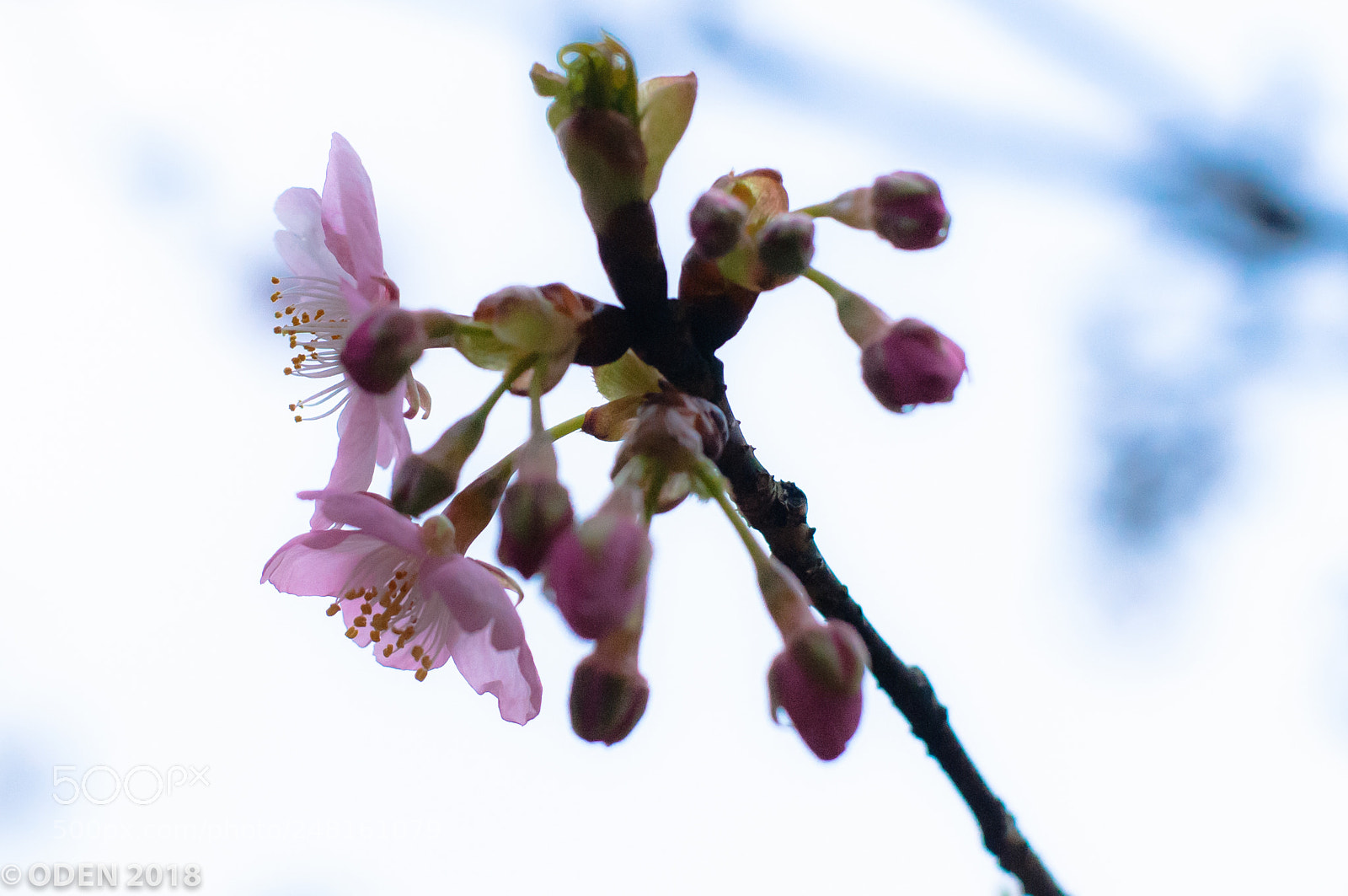 Nikon D300 sample photo. Sakura in bloom photography