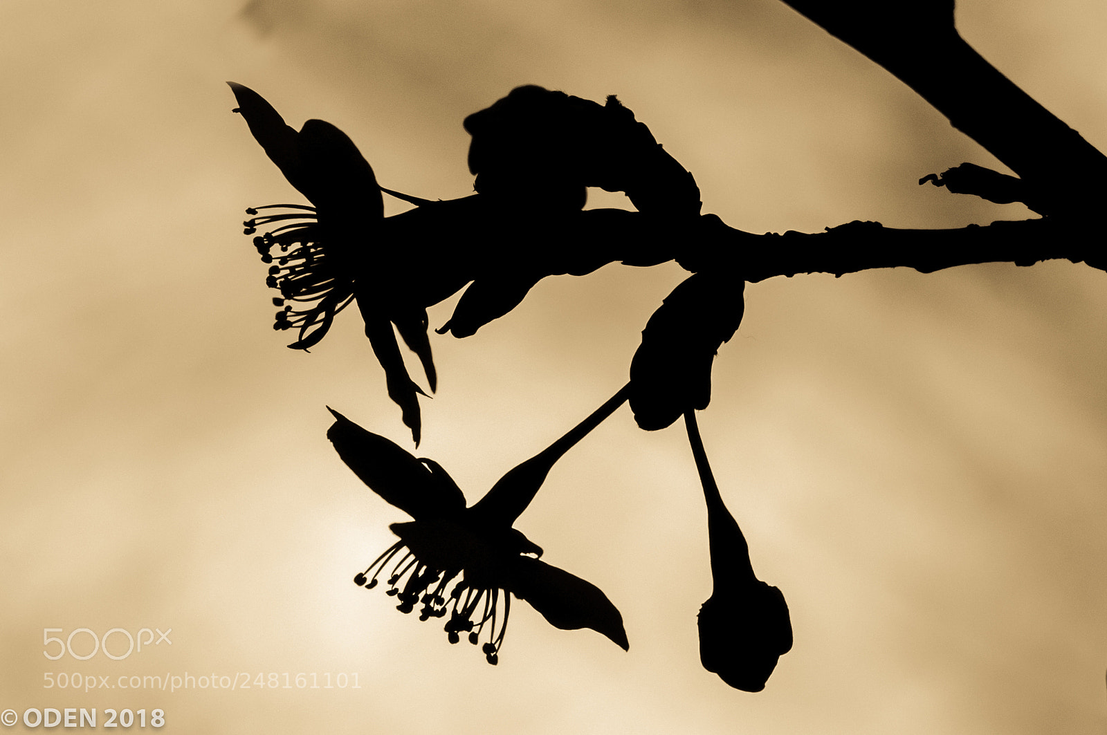 Nikon D300 sample photo. Twilight photography