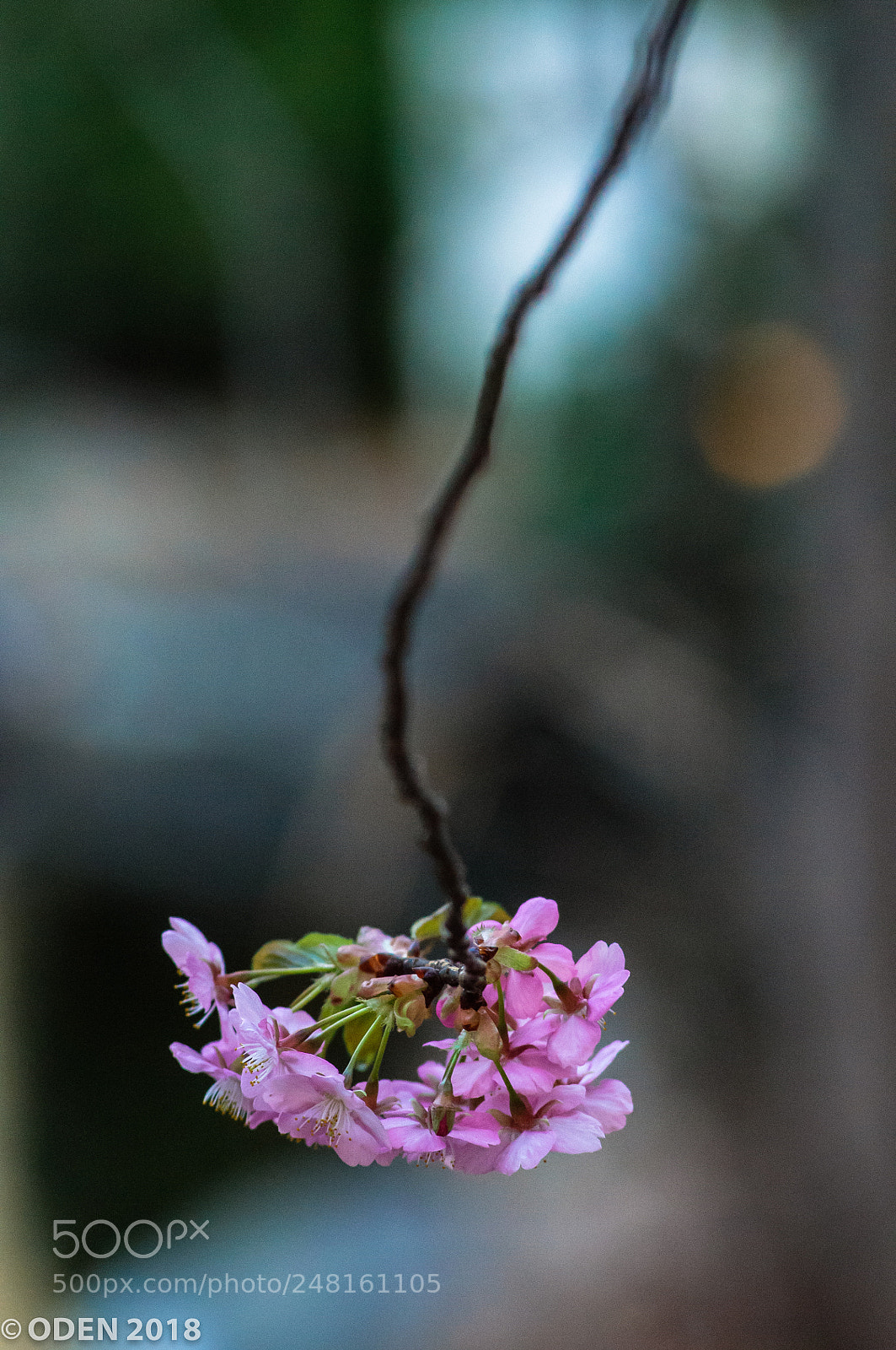 Nikon D300 sample photo. Down branch photography