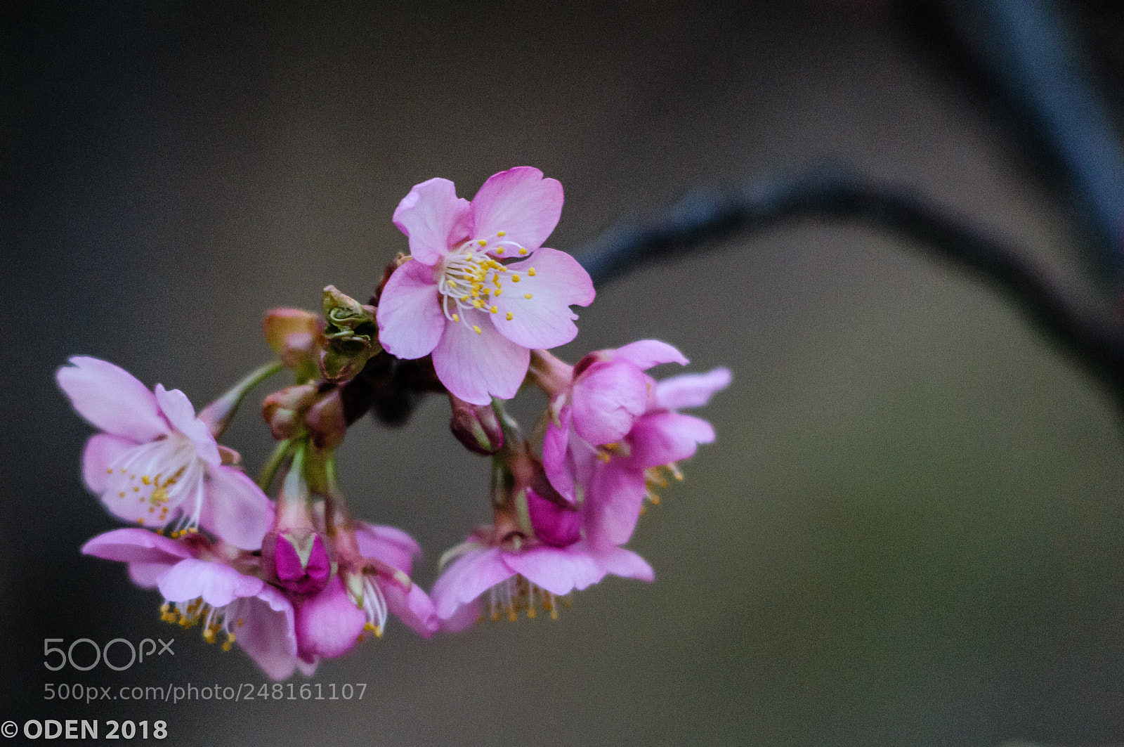 Nikon D300 sample photo. Sakura photography