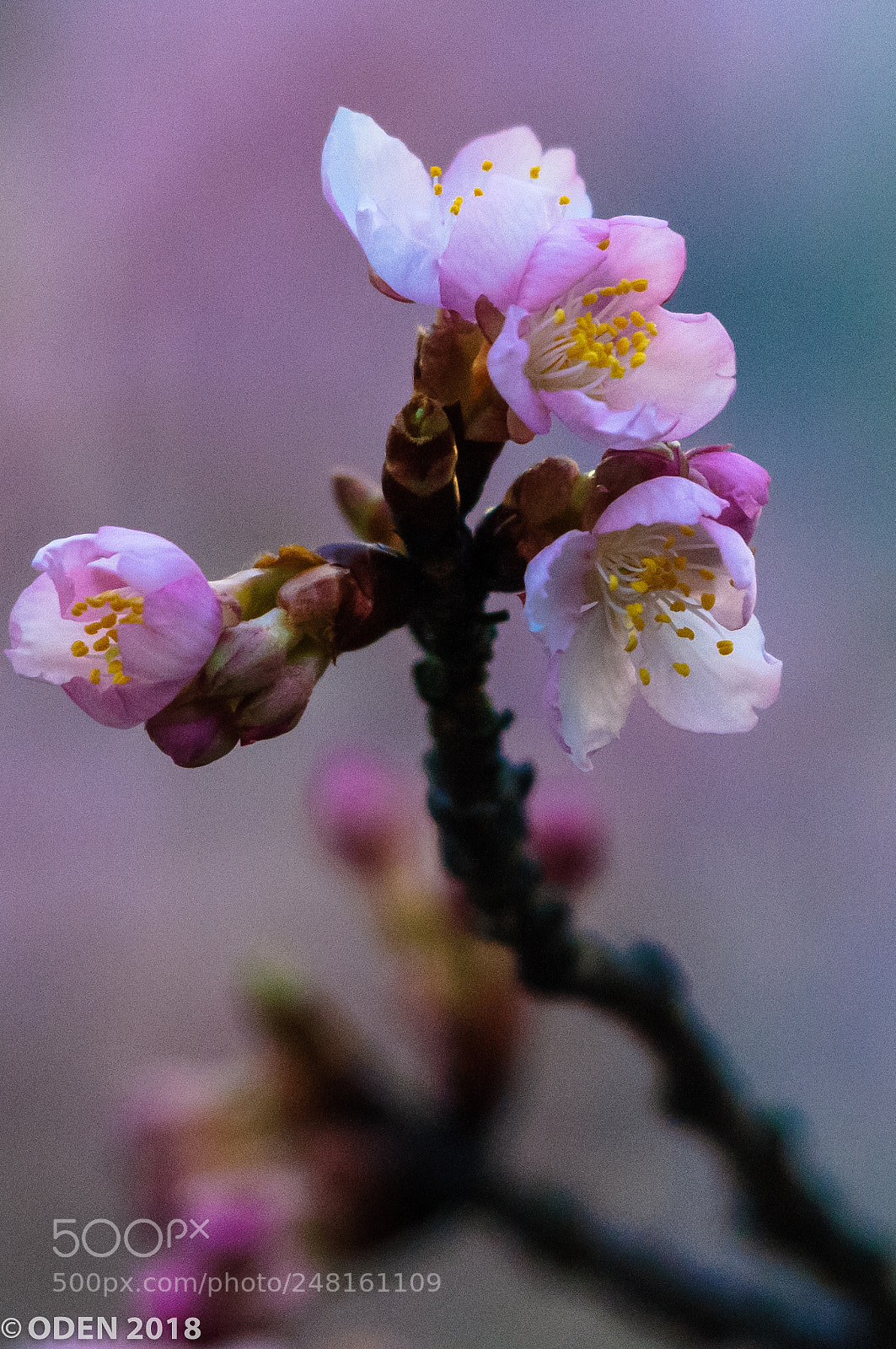 Nikon D300 sample photo. Flower buds photography