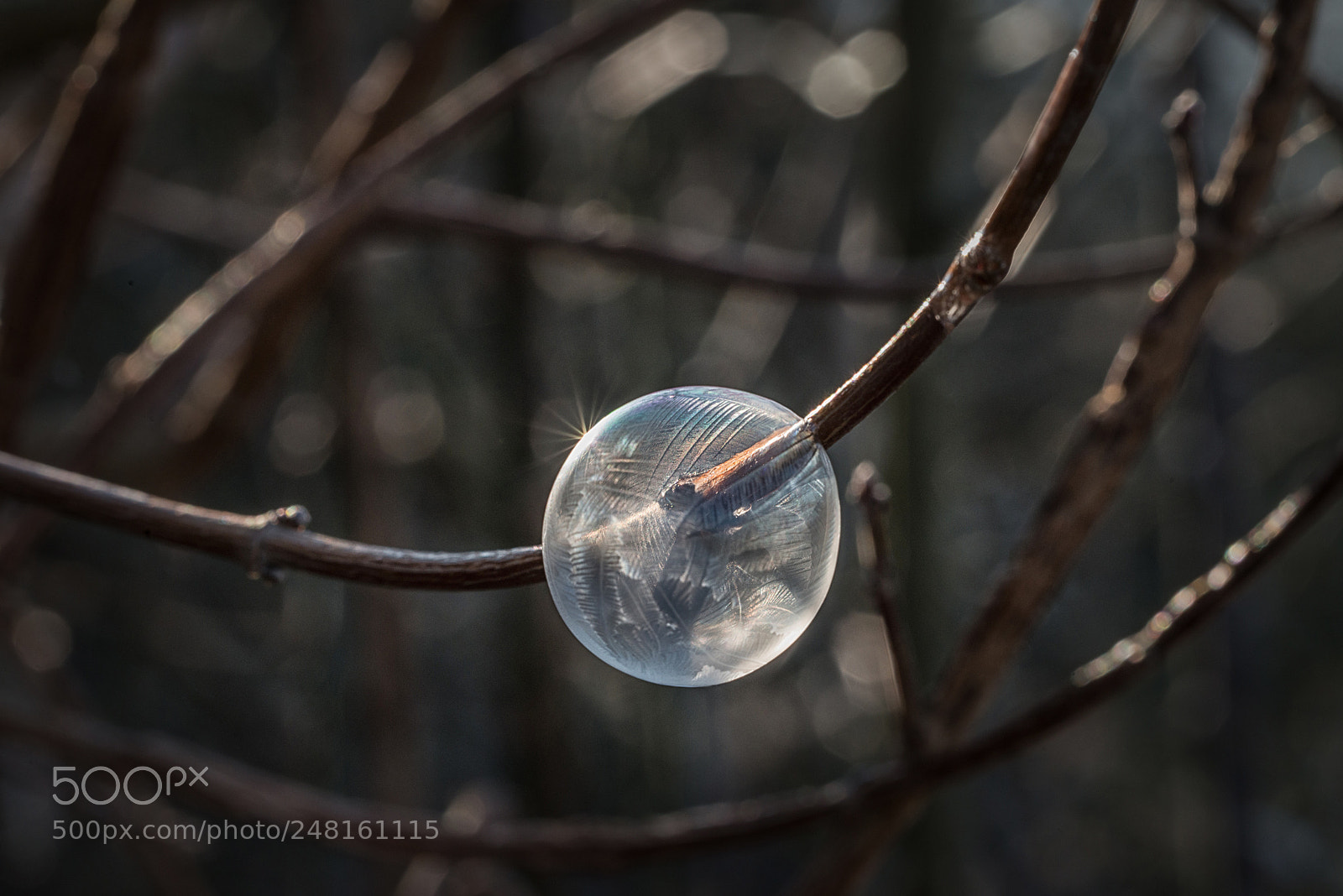 Nikon D800 sample photo. Frozen photography