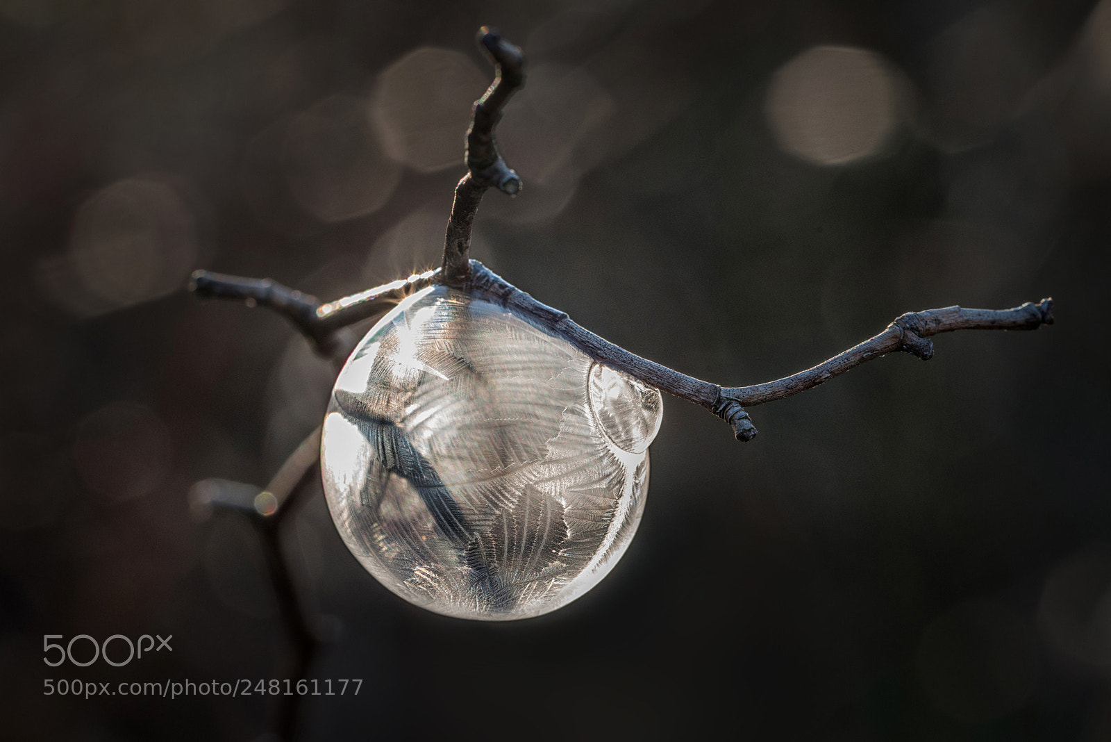 Nikon D800 sample photo. Frozen photography