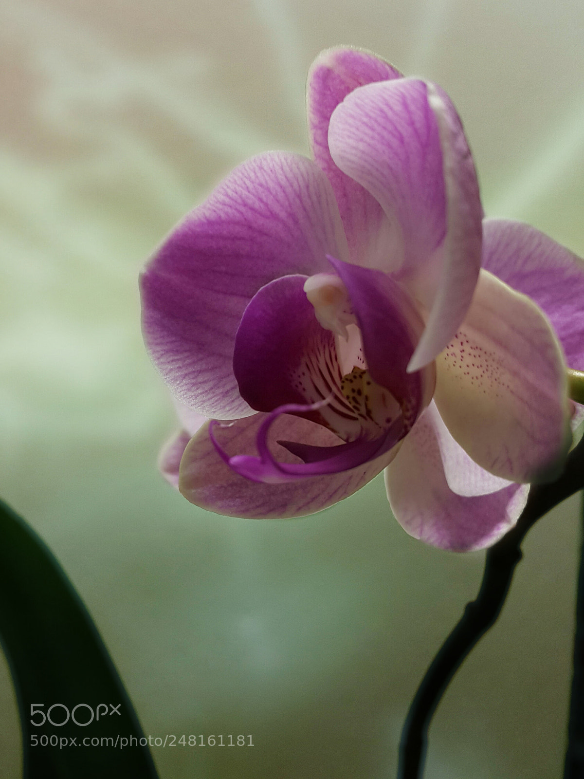 Samsung Galaxy Note4 sample photo. 264 photography