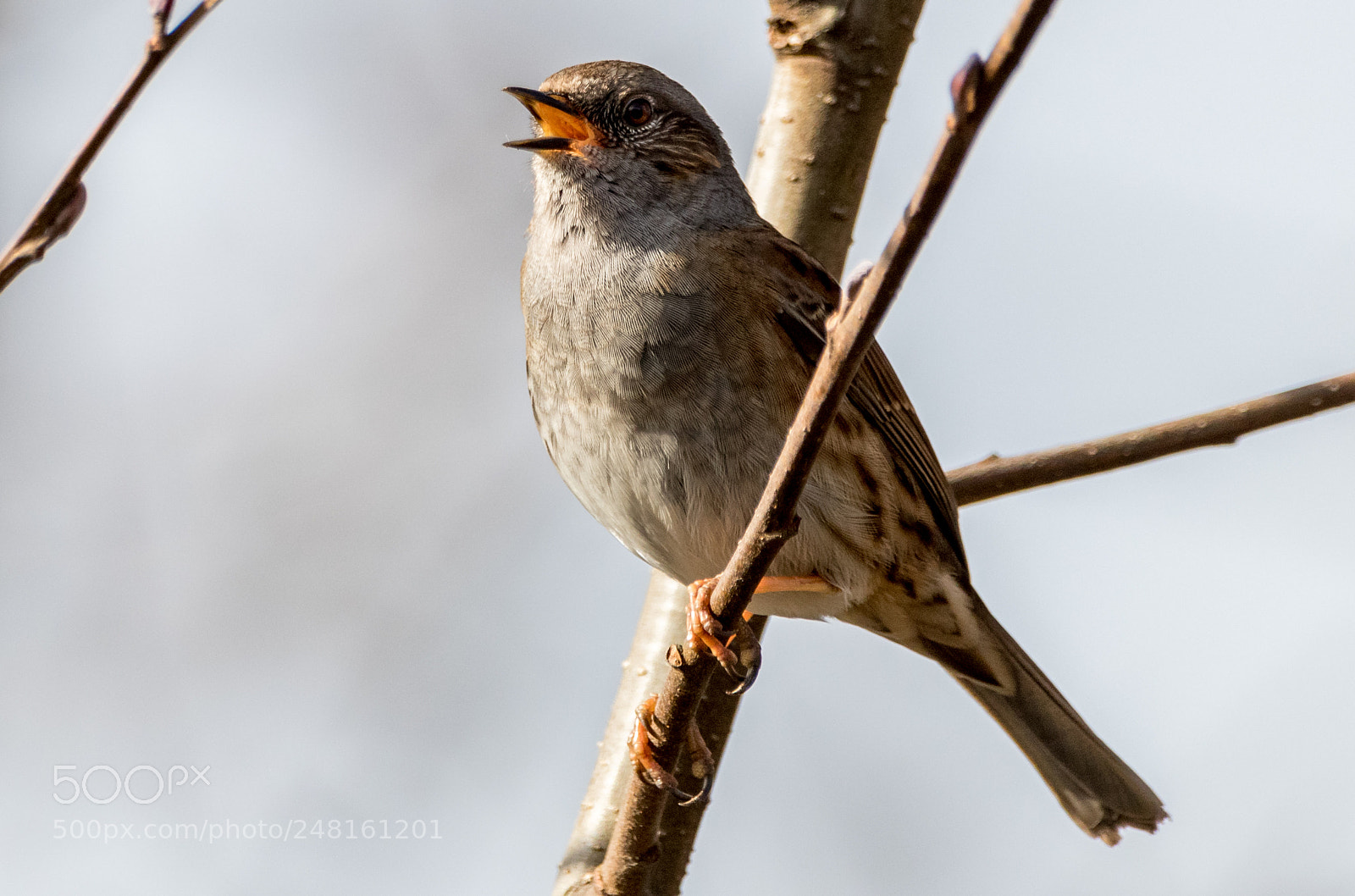 Canon EOS 80D sample photo. Nightingale singing photography