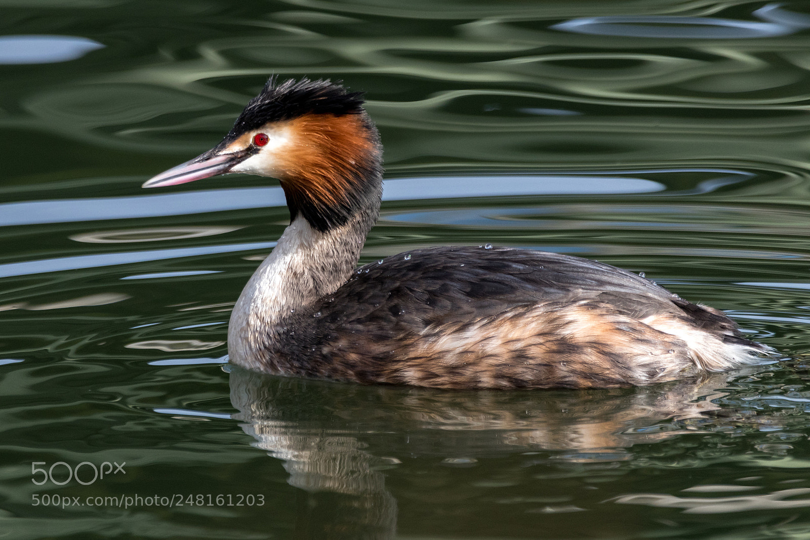 Canon EOS 80D sample photo. Great crested grebe photography
