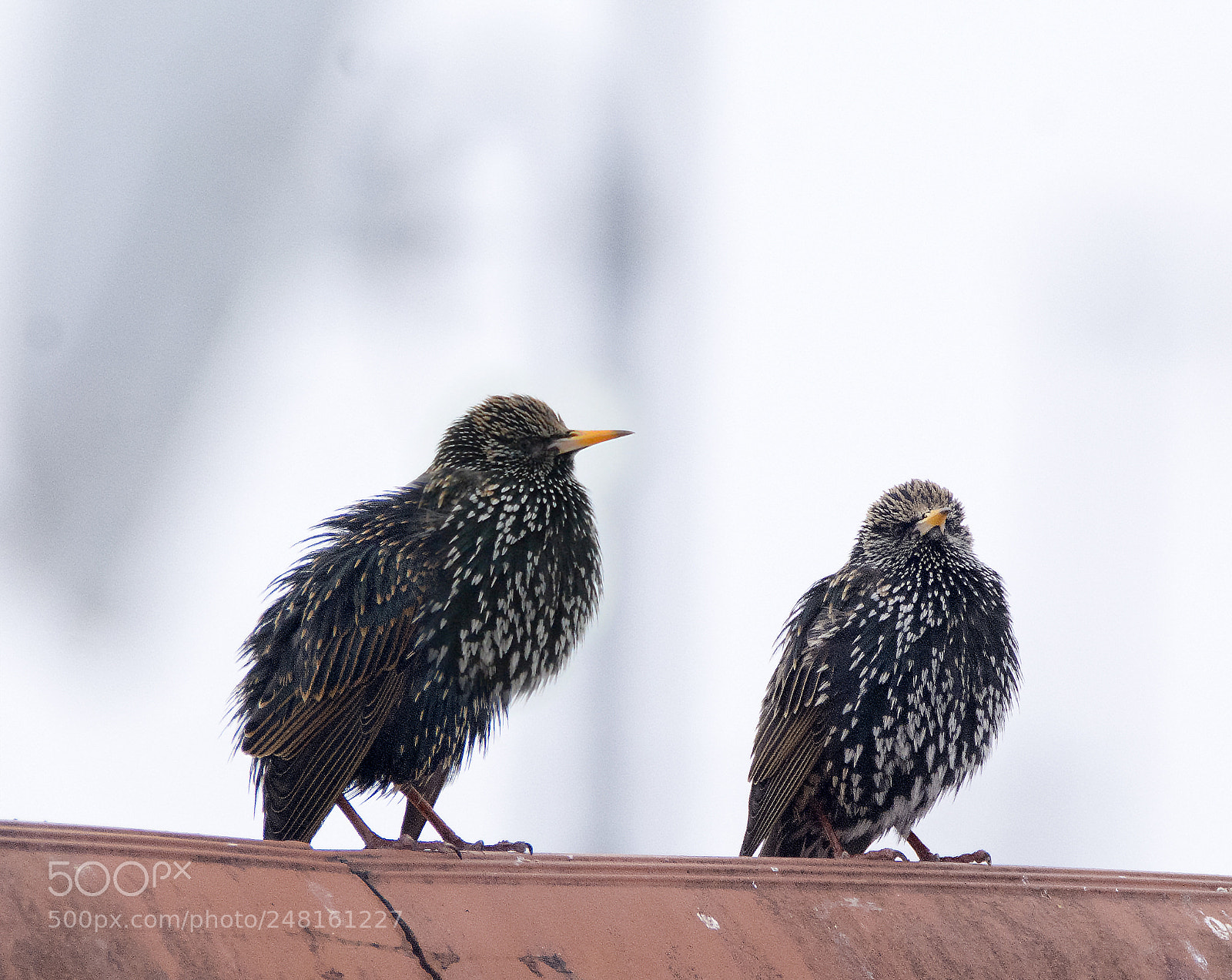 Nikon D7100 sample photo. Duo photography