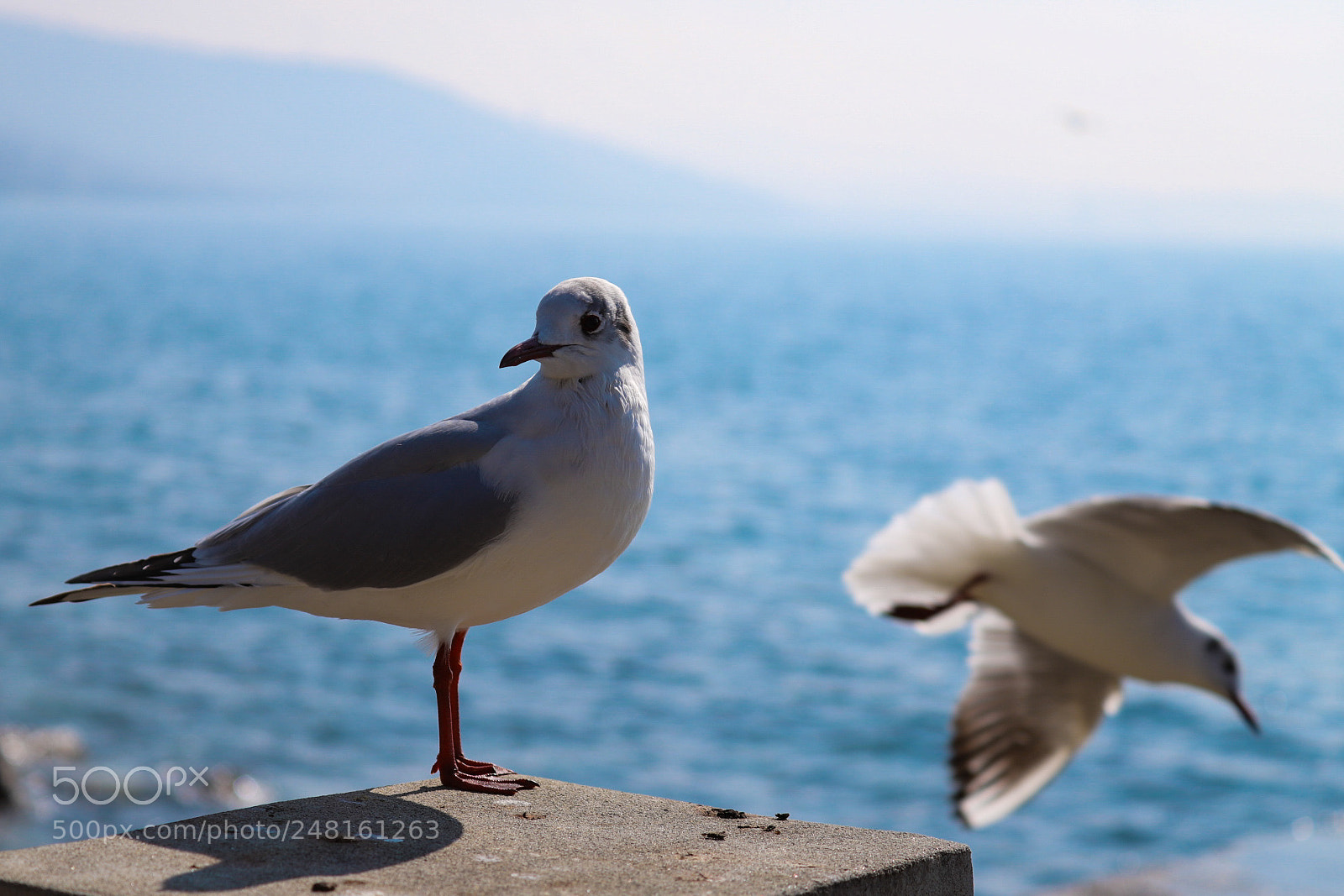 Canon EOS 6D Mark II sample photo. Untitled photography