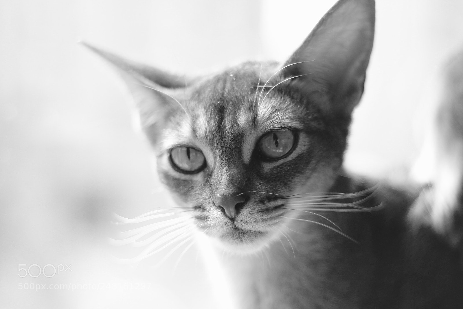 Canon EOS 7D sample photo. Queen elen photography