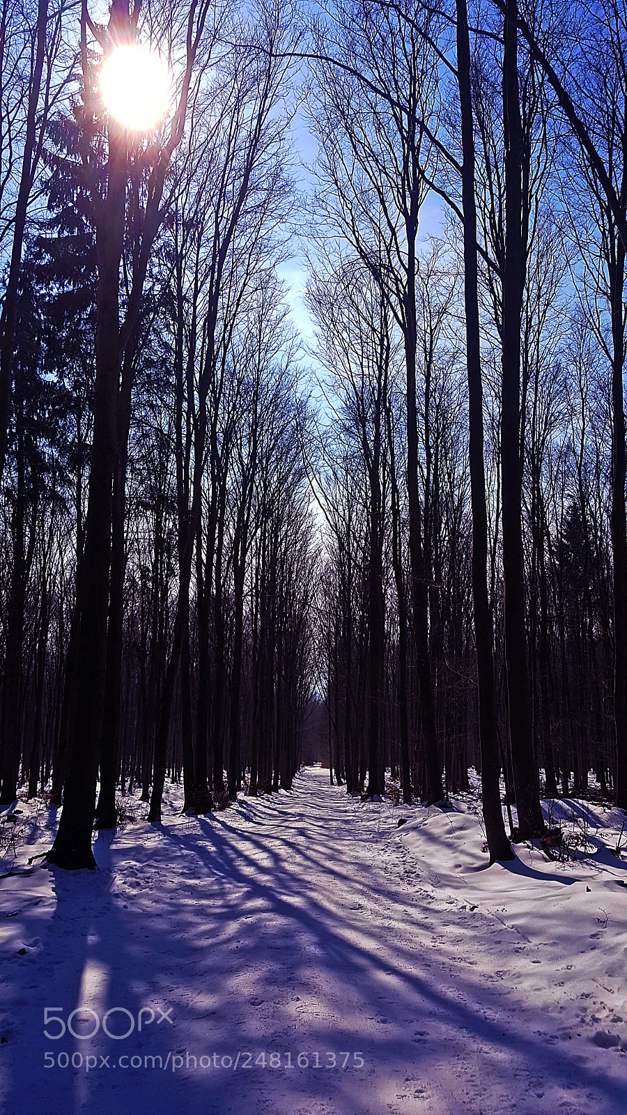 Samsung Galaxy S6 sample photo. Walkway to the forest photography