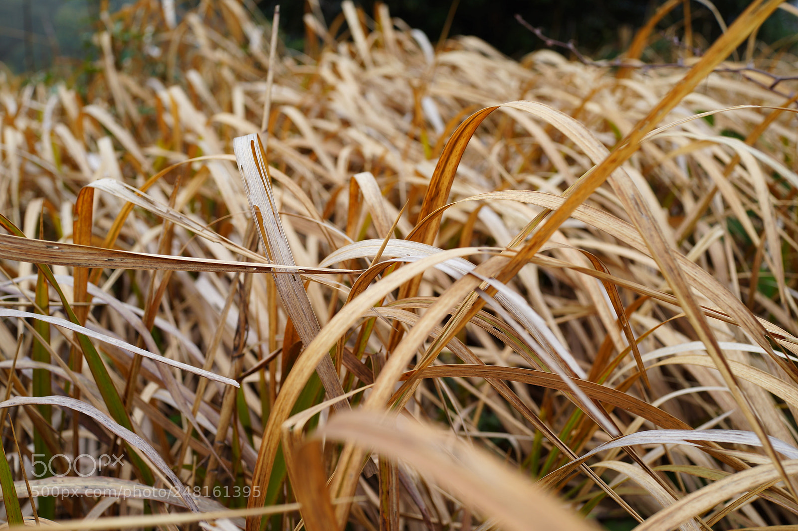 Sony Cyber-shot DSC-RX1 sample photo. Untitled photography