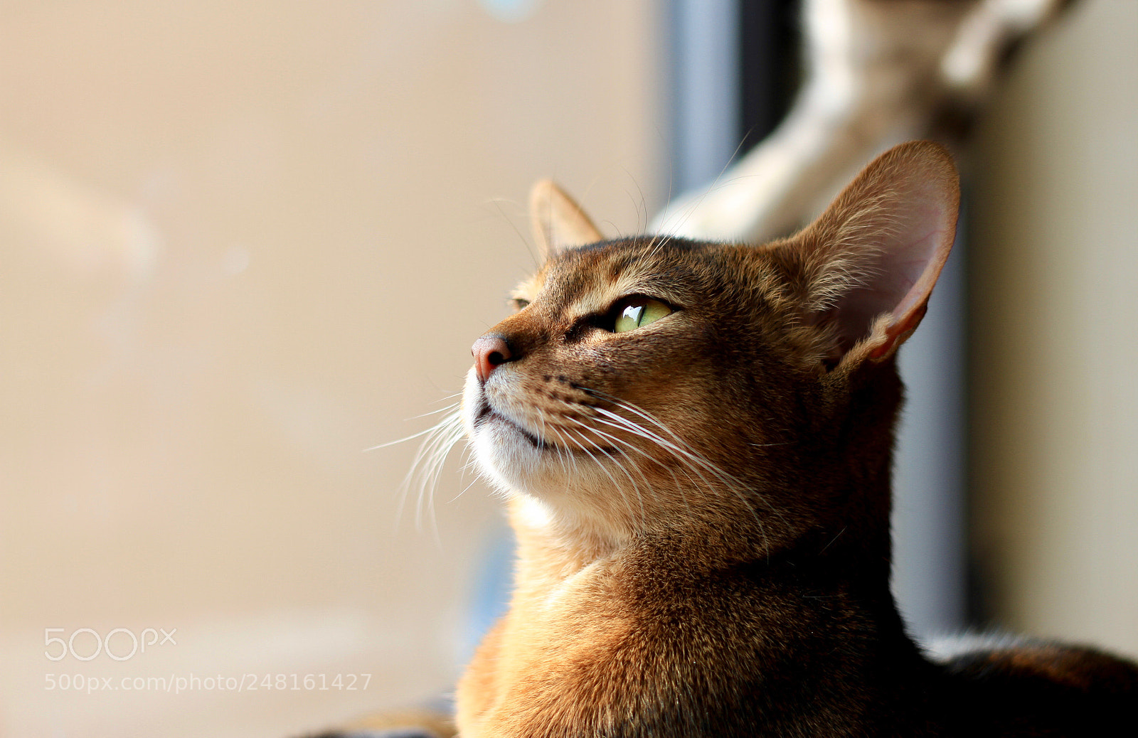 Canon EOS 7D sample photo. King elvis photography