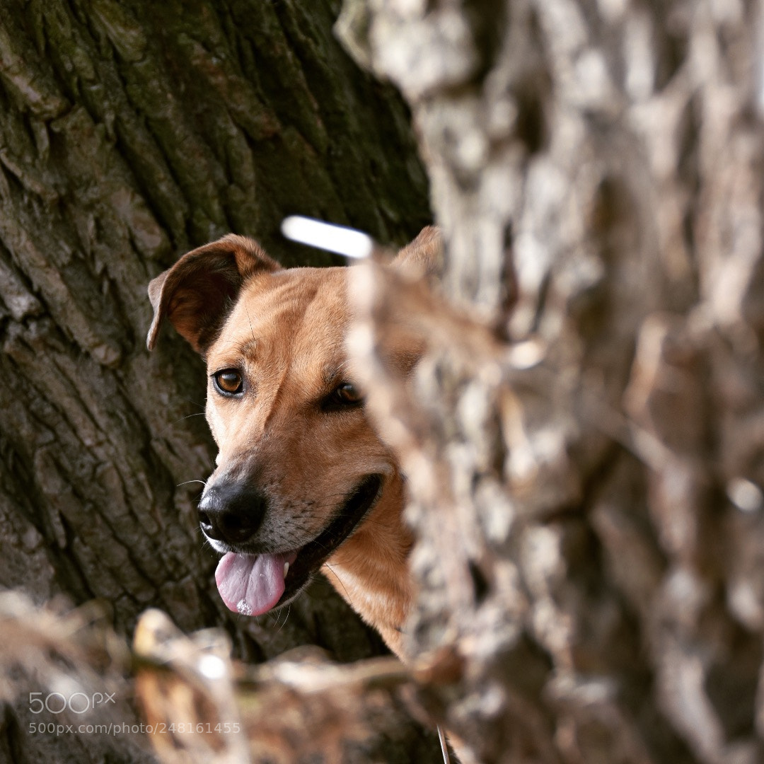 Nikon D5600 sample photo. Dogwalk in sunshine... photography
