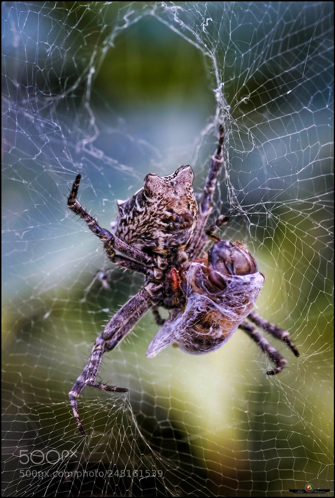 Canon EOS 40D sample photo. Spider hunter photography