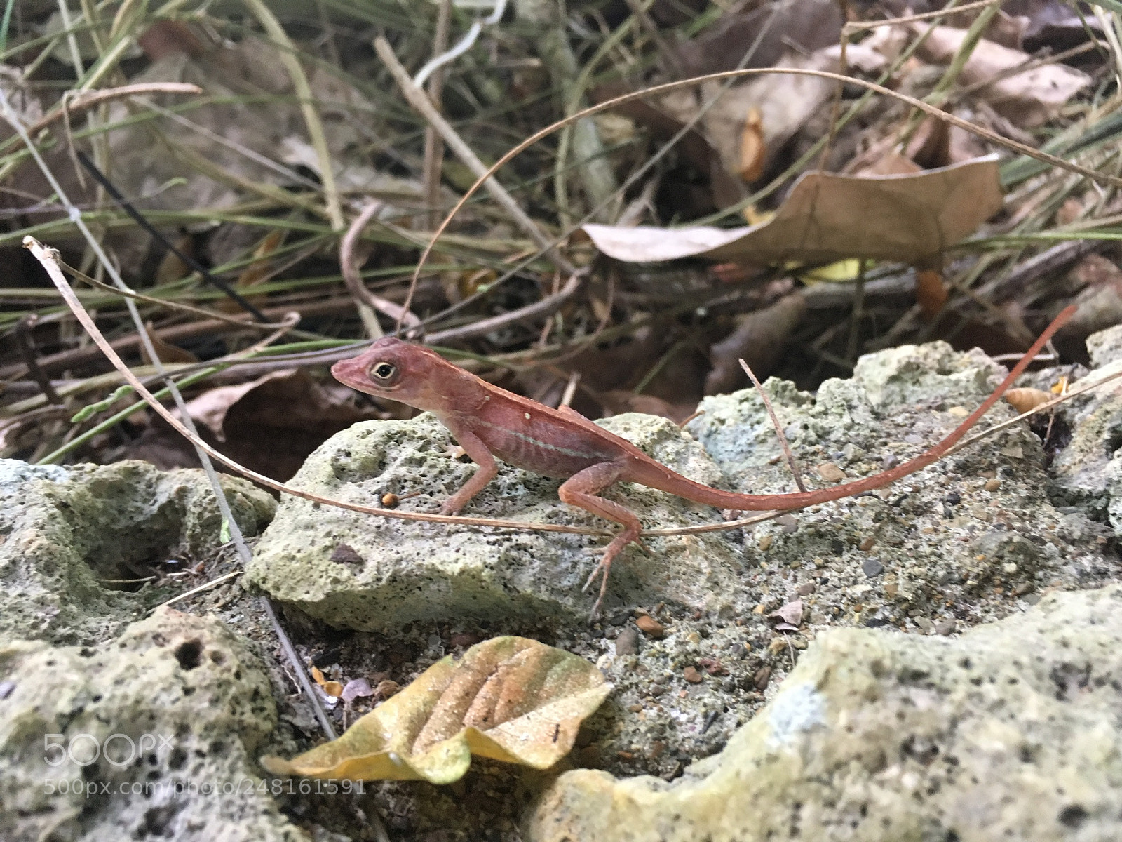 Apple iPhone SE sample photo. Lizard photography