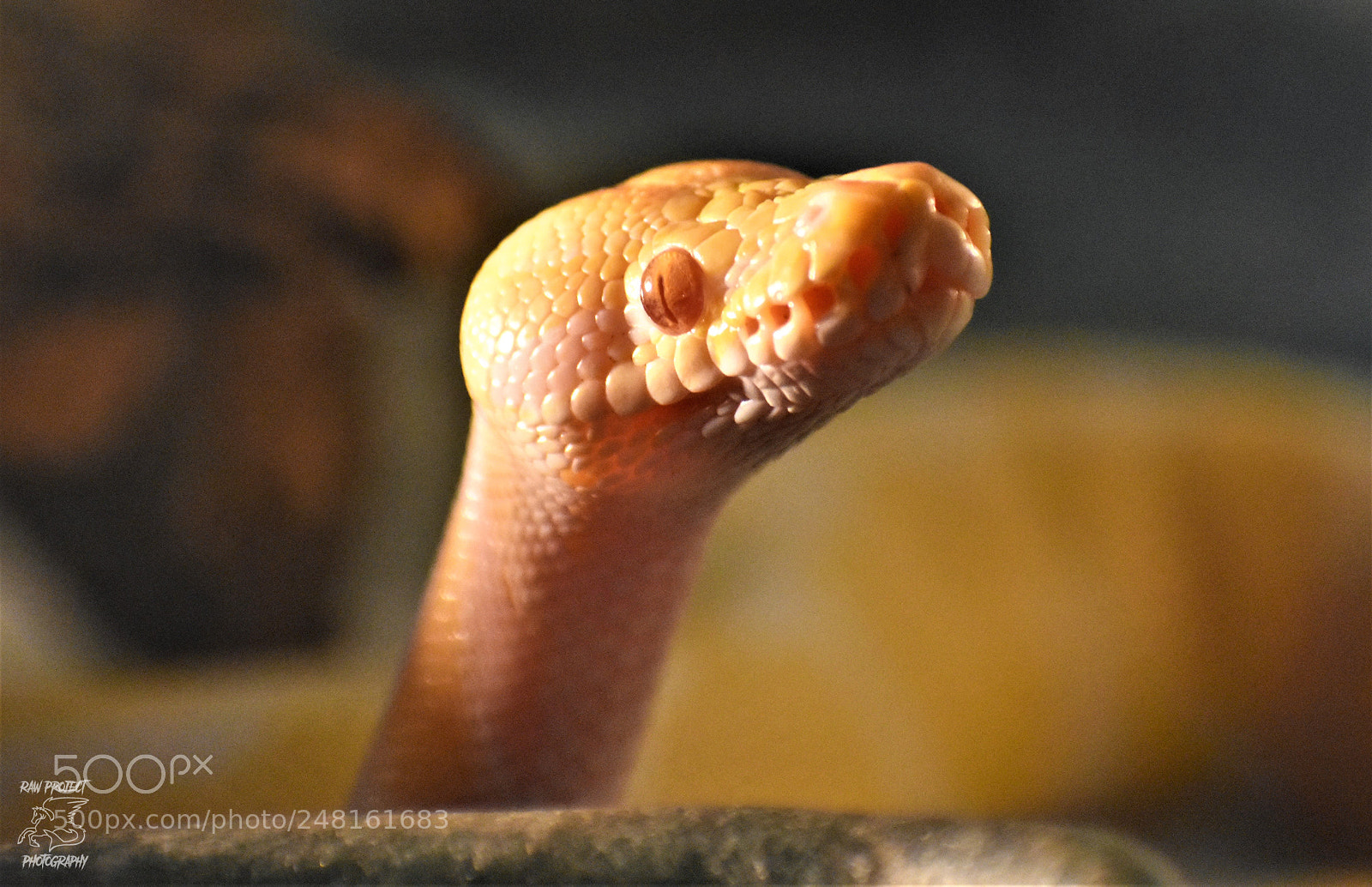 Nikon D3400 sample photo. Copy photography