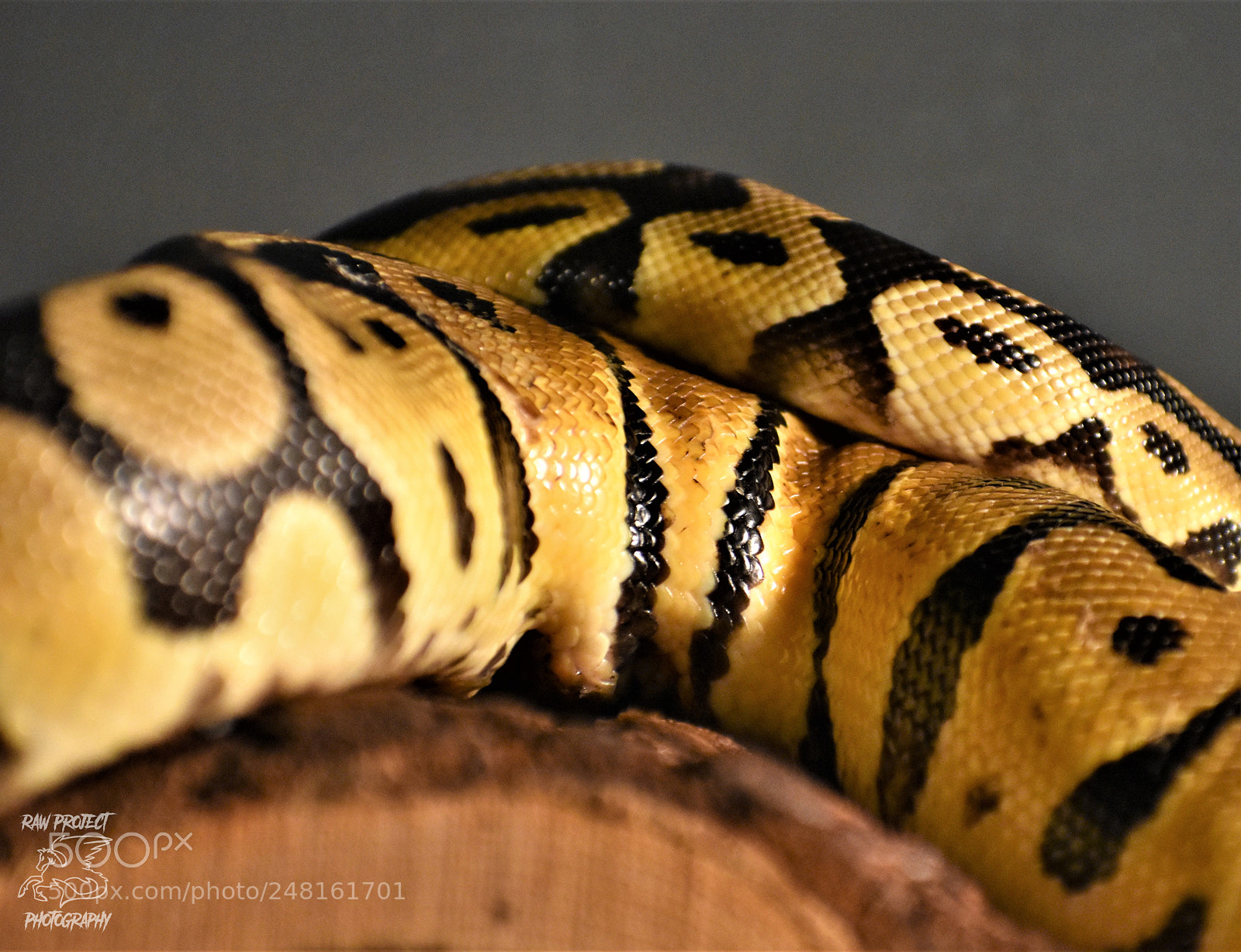 Nikon D3400 sample photo. Copy photography